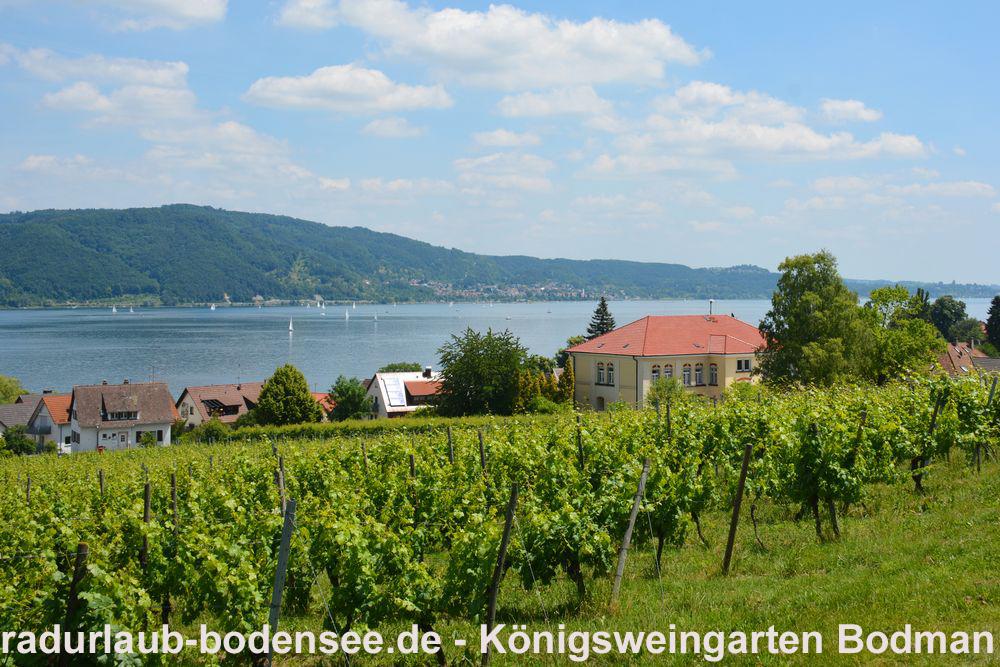 Cycling Lake Constance - Wine and wine-makers on Lake Constance