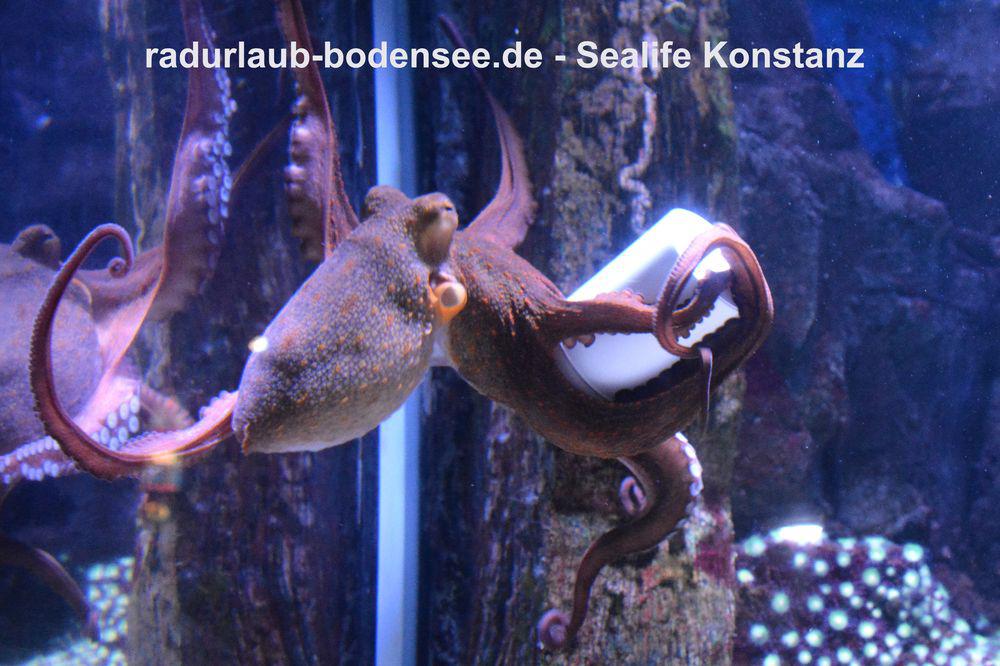 Cycling Along Lake Constance - SeaLife Centre in Constance